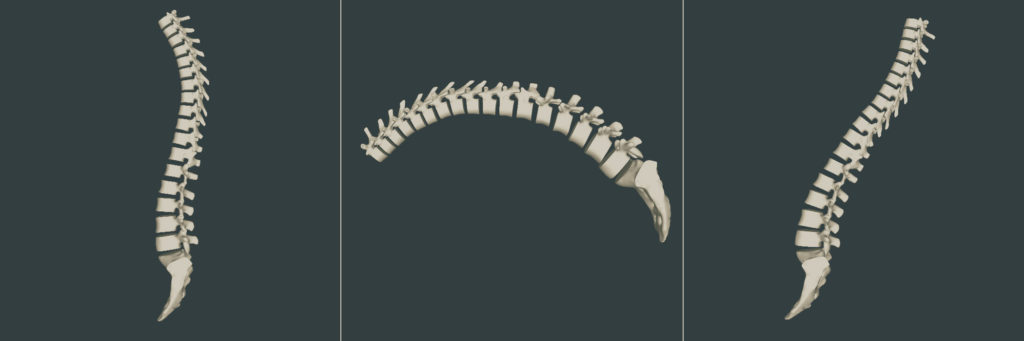 spine-3d